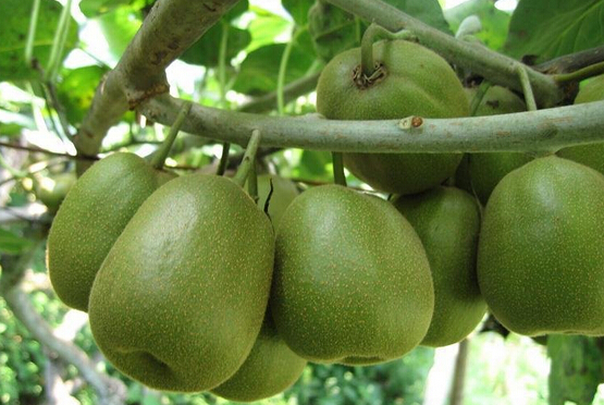 獼猴桃保鮮氣調(diào)庫建設